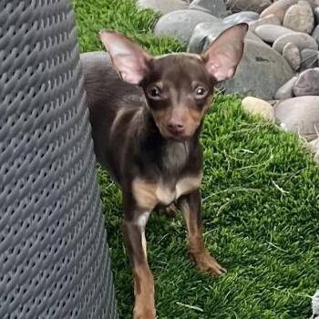 Miniature Pinscher Dogs Available for Adoption in Las Vegas, Nevada - Obi-wan | PetCurious