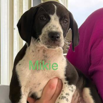 Mikie -  Coonhound Dog for Adoption in Allentown, Pennsylvania - Mikie | PetCurious