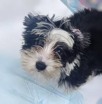 Chili -  Shih Tzu and Maltese Dog for Adoption in Oakland Park, Florida - Chili | PetCurious