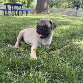 Kickstart -  Pug Dog for Adoption in Auburn, Nebraska - Kickstart | PetCurious