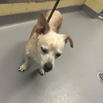 Peanut -  Mixed Breed Dog for Adoption in Asheville, North Carolina - Peanut | PetCurious
