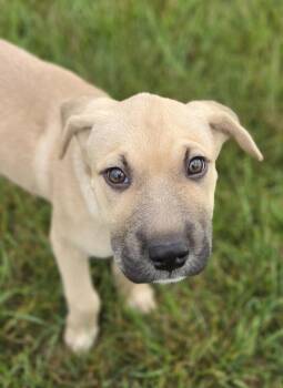 Jazz -  Mixed Breed Dog for Adoption in Waunakee, Wisconsin - Jazz | PetCurious