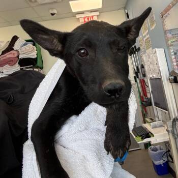 Mixed Breed Dogs Available for Adoption in Las Cruces, New Mexico - 107259 | PetCurious