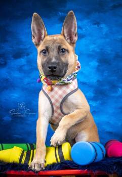 Romy -  German Shepherd Dog Dog for Adoption in Memphis, Tennessee - Romy | PetCurious