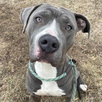 Pit Bull Terrier Dogs Available for Adoption - Grayson ~ Coming Soon!!! | PetCurious