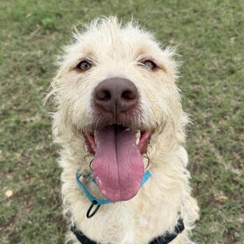 Retriever and Terrier Dogs Available for Adoption in Bulverde, Texas - Maddox | PetCurious