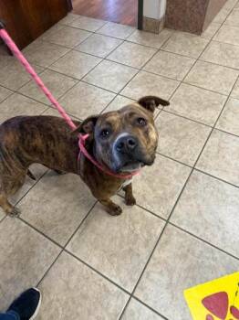 Pit Bull Terrier Dogs Available for Adoption - Tootsie | PetCurious