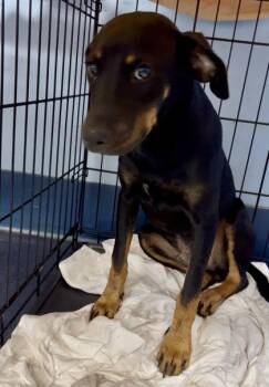 Deer -  Mixed Breed Dog for Adoption in Charleston, South Carolina - Deer | PetCurious