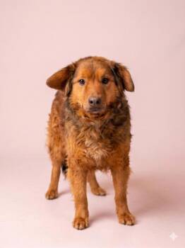 Collie and Shepherd Dogs Available for Adoption in Bowling Green, Kentucky - Athena | PetCurious
