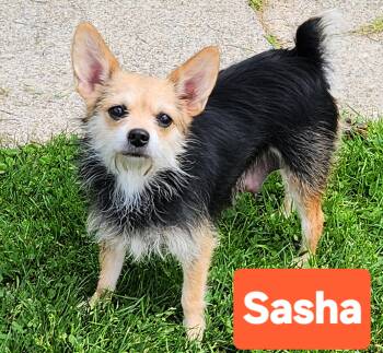 Chorkie Dogs Available for Adoption in Smithfield, Pennsylvania - Sasha | PetCurious