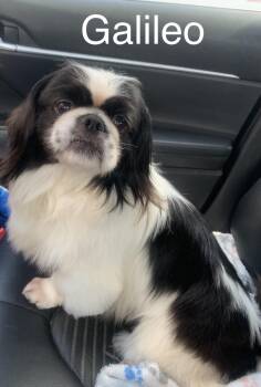 Galileo -  Pekingese Dog for Adoption in Texarkana, Texas - Galileo | PetCurious