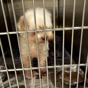 Cleo -  Poodle and Maltese Dog for Adoption in Northbrook, Illinois - Cleo | PetCurious