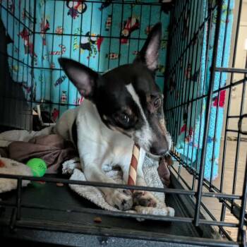 MiMi -  Rat Terrier Dog for Adoption in Peculiar, Missouri - MiMi | PetCurious