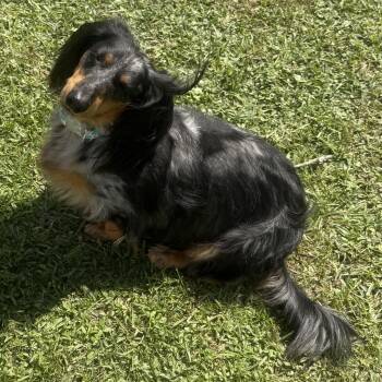 Chaos -  Dachshund Dog for Adoption in Walker, Louisiana - Chaos | PetCurious