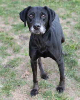Rescue Labrador Retriever Dogs for Adoption in Lancaster, Ohio - Roman | PetCurious
