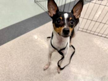 TIMMY -  Chihuahua Dog for Adoption in Santa Rosa, California - TIMMY | PetCurious