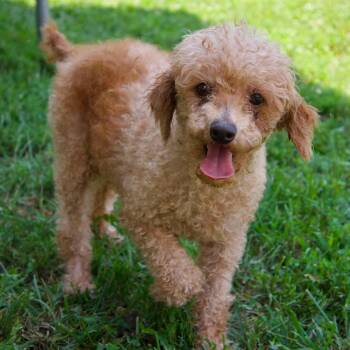 Suzi Sunshine -  Poodle Dog for Adoption in Godfrey, Illinois - Suzi Sunshine | PetCurious
