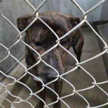 MARSHALL -  Pit Bull Terrier Dog for Adoption in Carlin, Nevada - MARSHALL | PetCurious