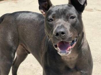 Fleetwood -  American Bulldog and Mixed Breed Dog for Adoption in Brunswick, Georgia - Fleetwood | PetCurious