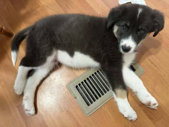 Husky and Border Collie Dogs Available for Adoption in Paramus, New Jersey - George | PetCurious