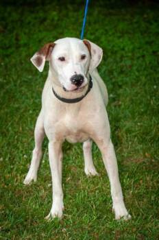Mule -  Labrador Retriever Dog for Adoption in Johnson City, Tennessee - Mule | PetCurious
