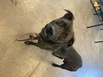 Rescue Mixed Breed Dogs for Adoption in Mishawaka, Indiana - Ichabod Crane | PetCurious