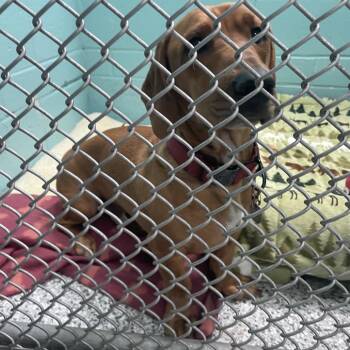 Basset Hound and Mixed Breed Dogs Available for Adoption - Jykell Hyde | PetCurious