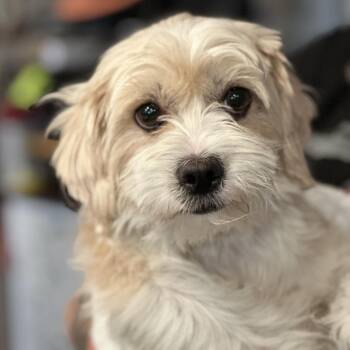 Maz -  Mixed Breed Dog for Adoption in San Francisco, California - Maz | PetCurious
