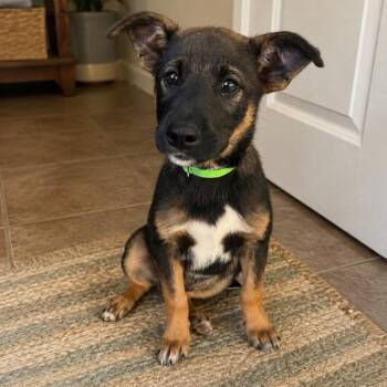 Chevy -  Norwegian Elkhound and Australian Shepherd Dog for Adoption in Normal, Illinois - Chevy | PetCurious