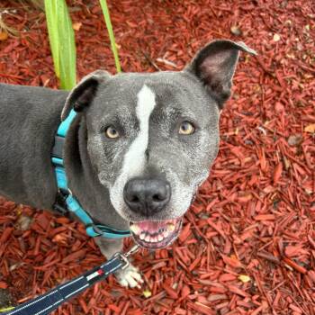 Mixed Breed Dogs Available for Adoption in San Francisco, California - Greedo | PetCurious