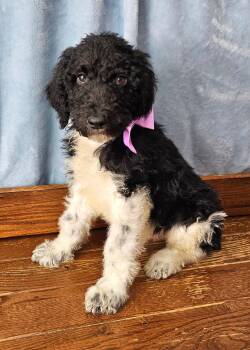 Paco -  Standard Poodle Dog for Adoption in East Sparta, Ohio - Paco | PetCurious