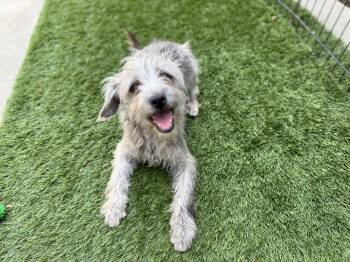 Mixed Breed Dogs Available for Adoption in San Diego, California - Sadie | PetCurious