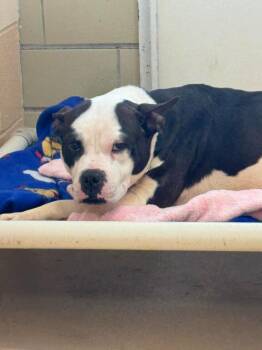 Pit Bull Terrier Dogs Available for Adoption - Paisley | PetCurious