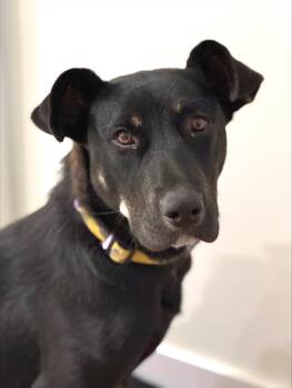 Rescue Mixed Breed Dogs for Adoption in Saskatoon, Saskatchewan - Isabella | PetCurious