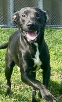 Black Labrador Retriever Dogs Available for Adoption - Luka | PetCurious