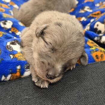 Baby girl 1 -  Border Collie and Mixed Breed Dog for Adoption in San Diego, California - Baby Girl 1 | PetCurious
