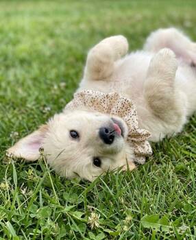 Golden Retriever Dogs Available for Adoption in Crown Point, Indiana - Tiki | PetCurious