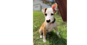Rescue Labrador Retriever Dogs for Adoption in Dallas, Texas - Texas County Pups: Floyd (CP) | PetCurious