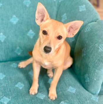 Pesto -  Chihuahua and Mixed Breed Dog for Adoption in Mead, Colorado - Pesto | PetCurious