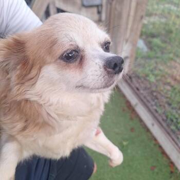 Pancake 9789 -  Chihuahua Dog for Adoption in Loxahatchee Groves, Florida - Pancake 9789 | PetCurious