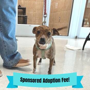 Mixed Breed Dogs Available for Adoption - Missy | PetCurious