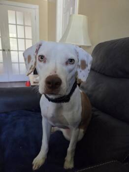 EDWINA -  Beagle Dog for Adoption in Holbrook, New York - EDWINA | PetCurious