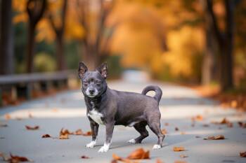 Rescue Chihuahua and Terrier Dogs for Adoption in Sebastian, Florida - Zeus | PetCurious