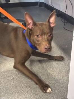 Mixed Breed Dogs Available for Adoption in West Chester, Pennsylvania - Molassis | PetCurious
