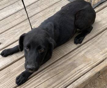 DOMINIC -  Labrador Retriever Dog for Adoption in San Antonio, Texas - DOMINIC | PetCurious