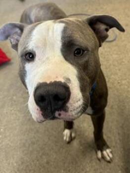 Basil -  Pit Bull Terrier Dog for Adoption in Cleveland, Ohio - Basil | PetCurious
