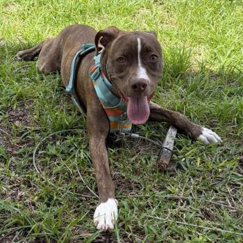 Lizzie -  Terrier Dog for Adoption in Lakeland, Florida - Lizzie | PetCurious