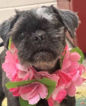 Dozer -  Mixed Breed Dog for Adoption in Key West, Florida - Dozer | PetCurious