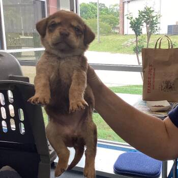 Terrier and Mixed Breed Dogs Available for Adoption in Montgomery, Alabama - Sue | PetCurious