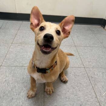 Chihuahua and Dachshund Dogs Available for Adoption in Martinsville, Indiana - Mustard | PetCurious